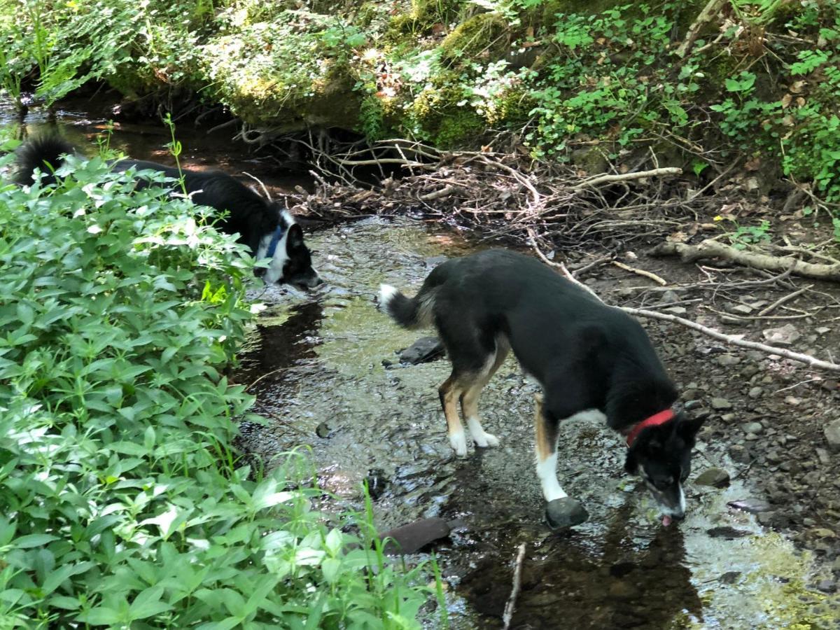 ヘレフォード Coed Y Marchog Woodland Retreatヴィラ エクステリア 写真